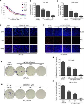 MELK Inhibition Effectively Suppresses Growth of Glioblastoma and Cancer Stem-Like Cells by Blocking AKT and FOXM1 Pathways